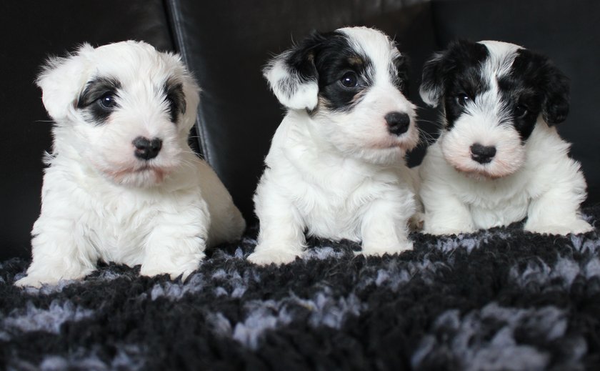 Sealyham Terrier puppies